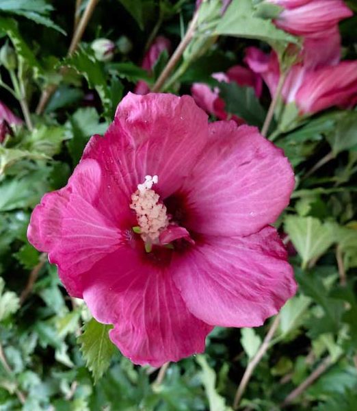 Hibiscus syriacus 'Flower Tower Ruby' 2lit.